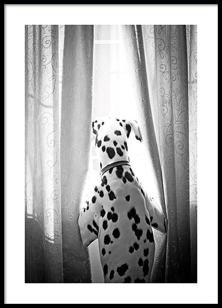 Dog in Window Poster