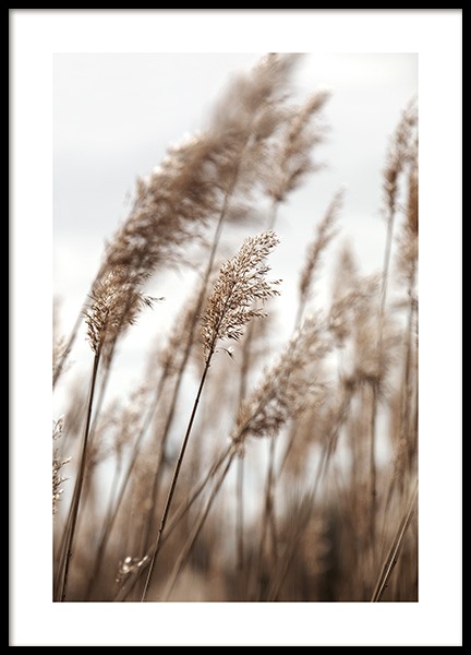 Swaying Reeds No1 Poster