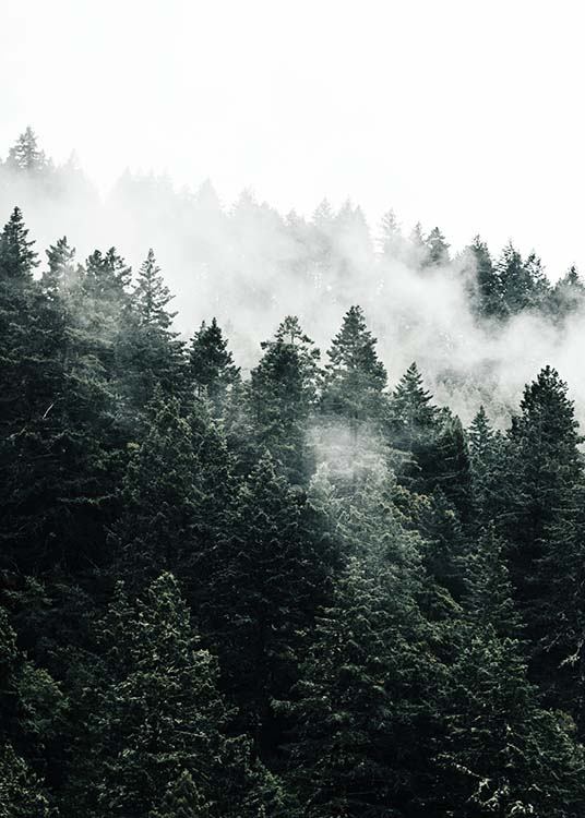 Pine Tree In The Fog Poster / Naturmotiv hos Desenio AB (10090)