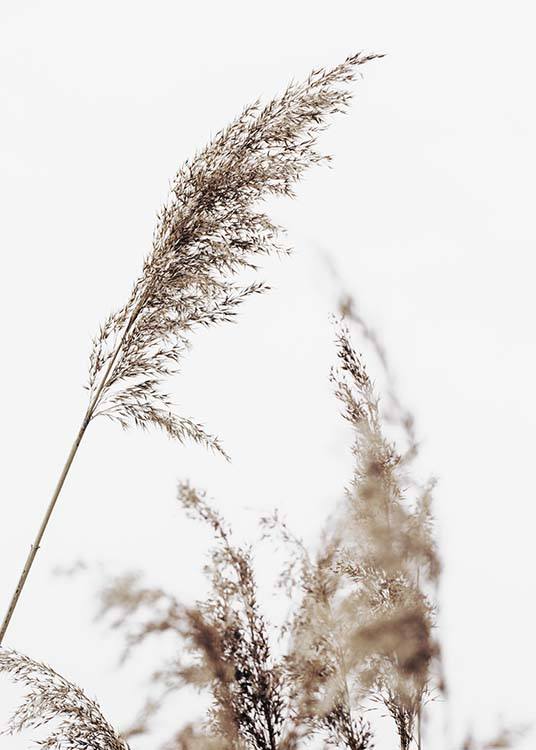  – Fotografi av beige, torrt gräs med en grå himmel i bakgrunden