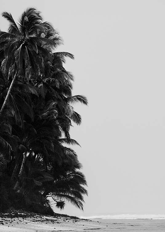 Palm Trees By Sea Poster / Svartvita hos Desenio AB (10235)