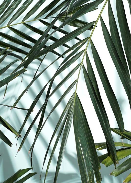 Palm Leaves Shadow No1 Poster / Fotokonst hos Desenio AB (10284)