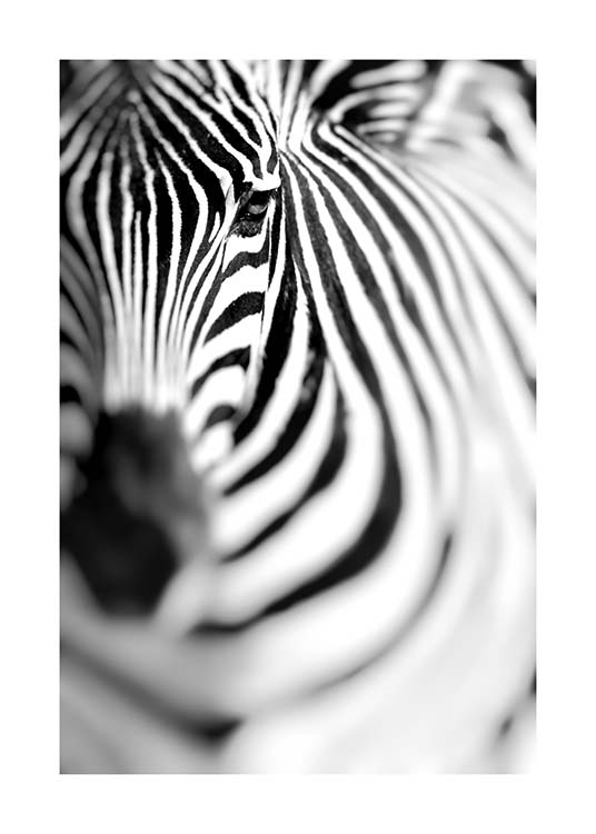 Zebra Portrait Poster / Svartvita hos Desenio AB (10400)