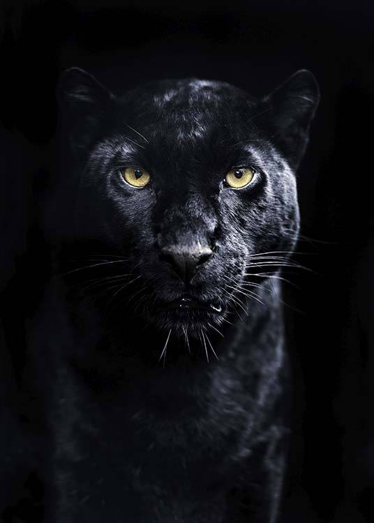 Panther Poster / Fotokonst hos Desenio AB (10403)