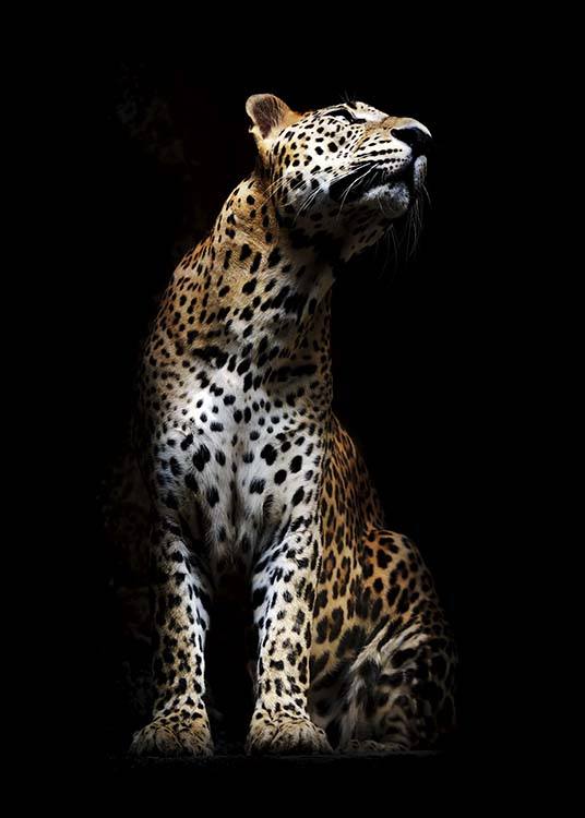 Leopard In Light Poster / Fotokonst hos Desenio AB (10404)