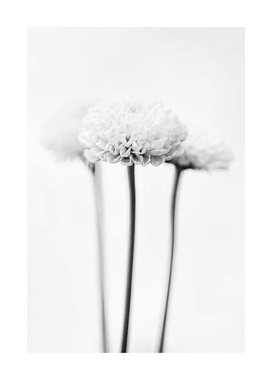White Chrysanthemums Poster / Svartvita hos Desenio AB (10421)