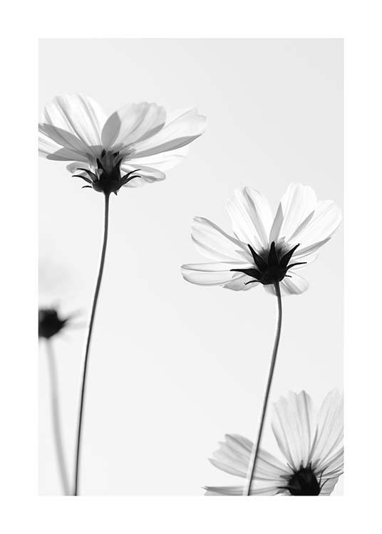 White Cosmos Flowers Poster / Svartvita hos Desenio AB (10422)