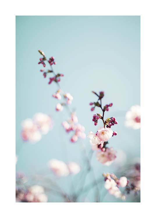 Cherry Blossom No2 Poster / Fotokonst hos Desenio AB (10427)