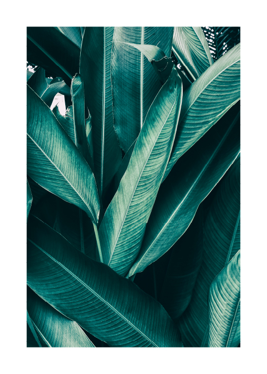 Tropical Leaves No1 Poster / Fotokonst hos Desenio AB (10439)