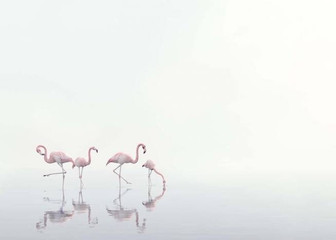 Flamingos on Foggy Water Poster / Naturmotiv hos Desenio AB (10447)