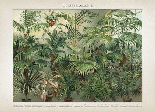 Vintage Print Collection No8 Poster