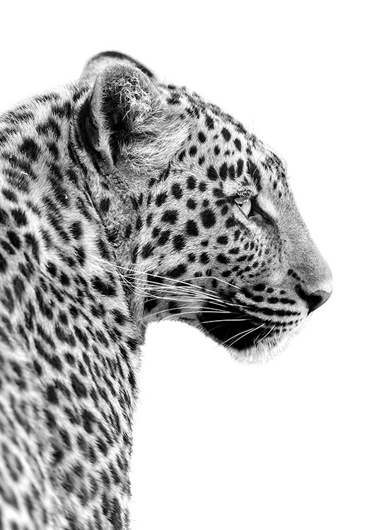 Leopard Profile Poster / Svartvita hos Desenio AB (10656)