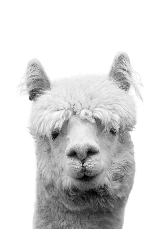– Affisch av en lama i svartvitt.