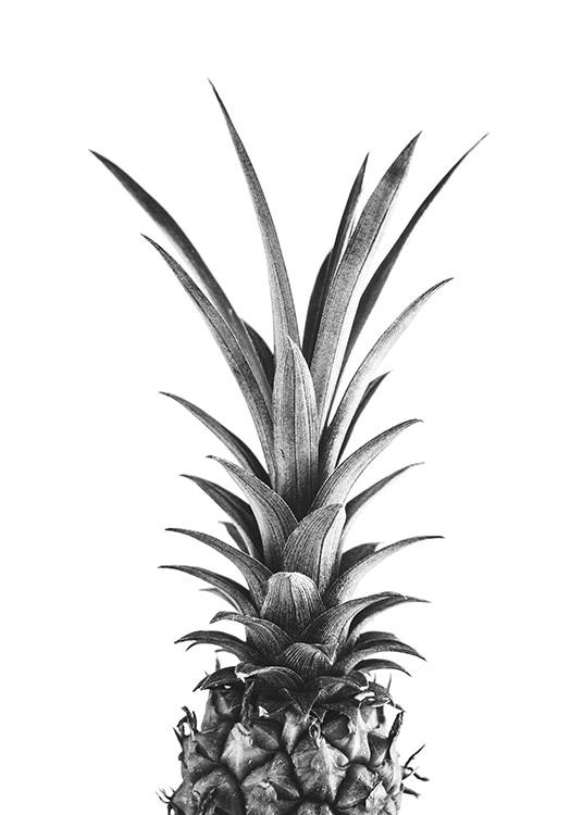  – Svartvitt fotografi av toppen på en ananas