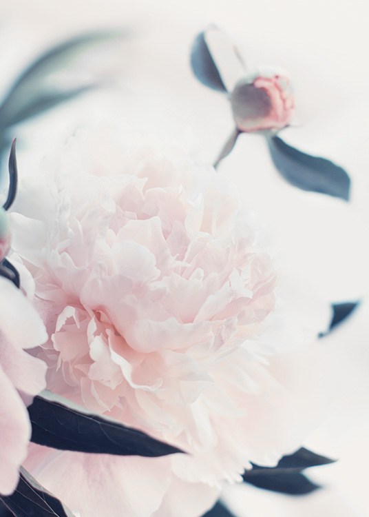 – Poster med ljusa blommor.