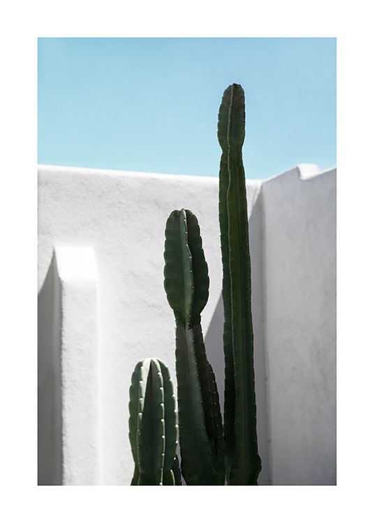 Cactus Wall Poster / Kaktusar hos Desenio AB (10792)