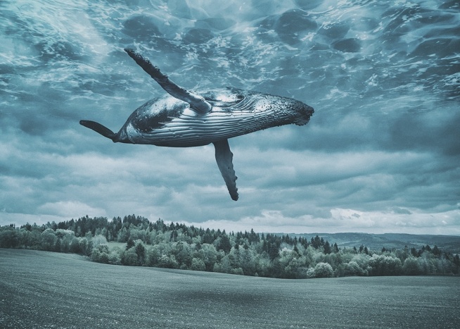 Flying Whale Poster / Naturmotiv hos Desenio AB (10800)
