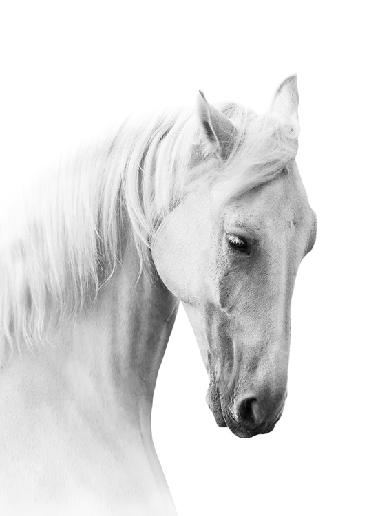 Horse Profile Poster / Svartvita hos Desenio AB (10876)