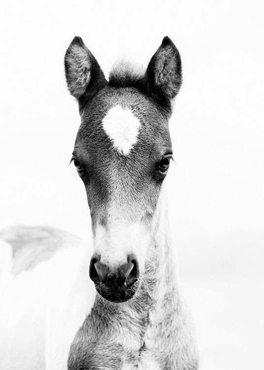 Horse Foal Poster / Svartvita hos Desenio AB (10877)