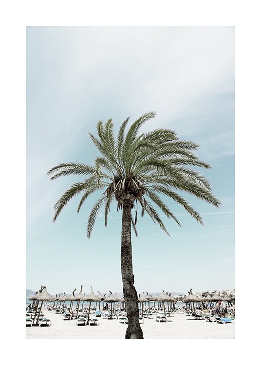 Sunbeds and Palm Tree Poster / Naturmotiv hos Desenio AB (10893)