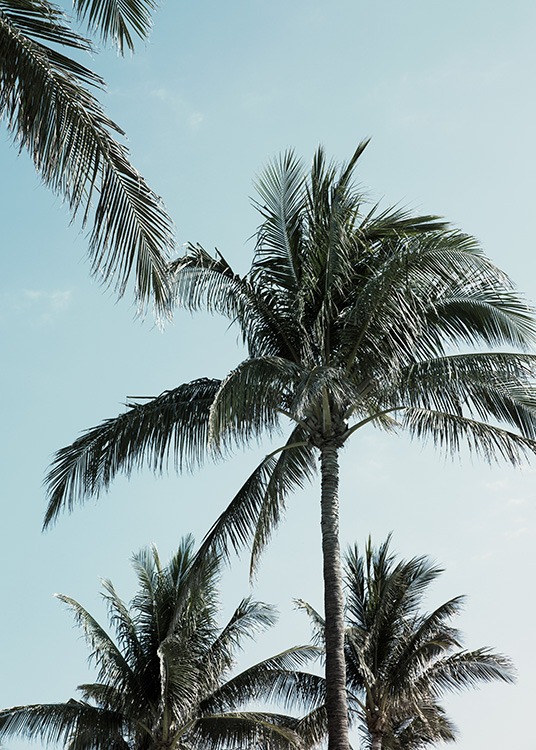 Tropical Palms No1 Poster / Tropisk hos Desenio AB (10958)