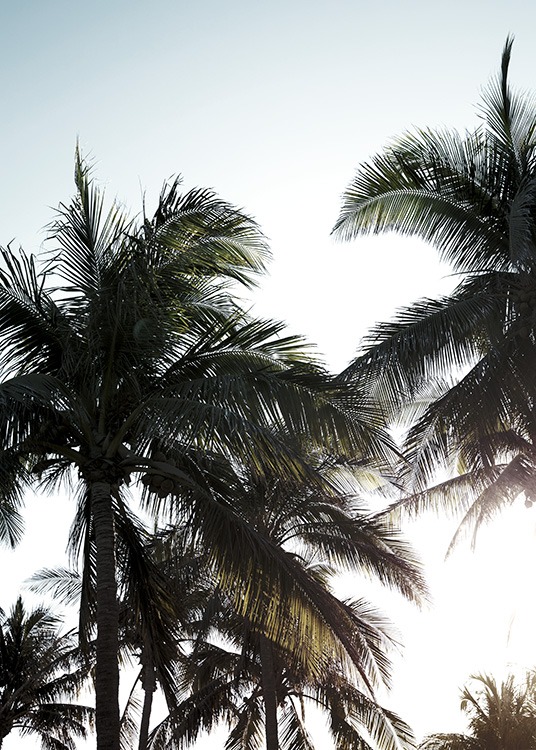 – Fotografi av palmer mot en solbelyst himmel.