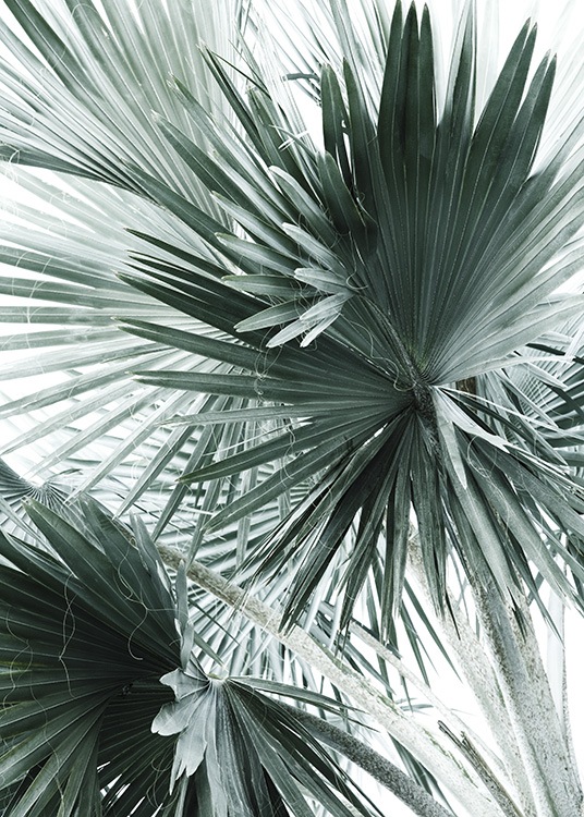 Tropical Palm Leaves No2 Poster / Fotokonst hos Desenio AB (10980)