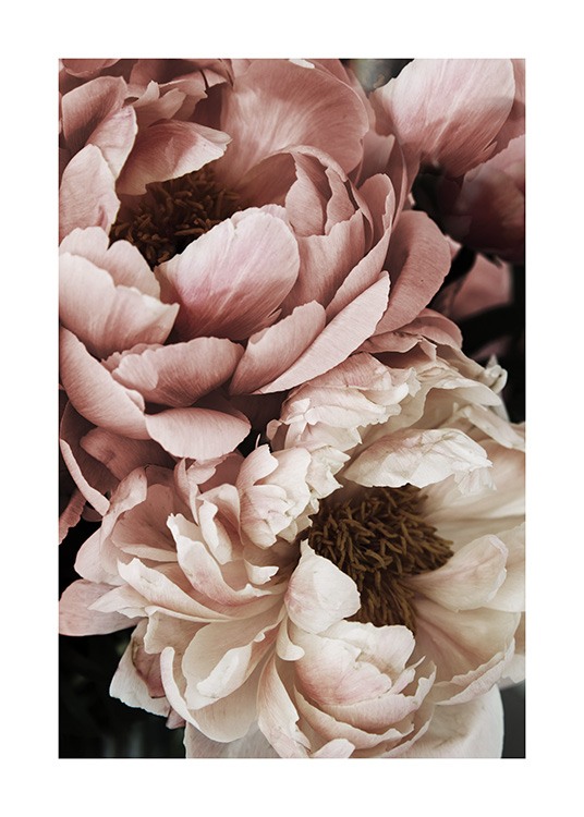 – Fotografi med närbild av en vit och rosa pion i full blom