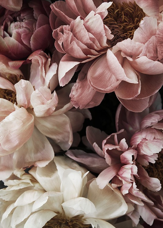  – Blomfotografi med ett fång rosa och vita pioner i full blom