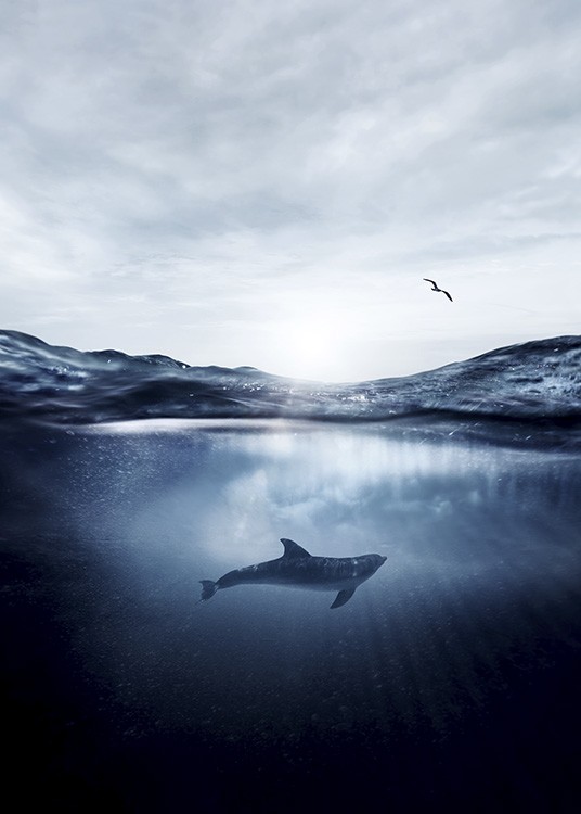 Dolphin Underwater Poster / Naturmotiv hos Desenio AB (11049)