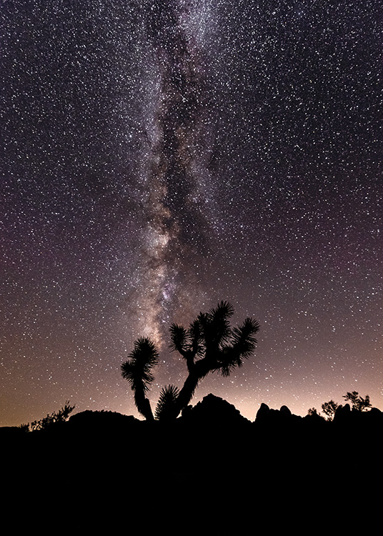 – Fotografi av träd på en stjärnfylld natthimmel.