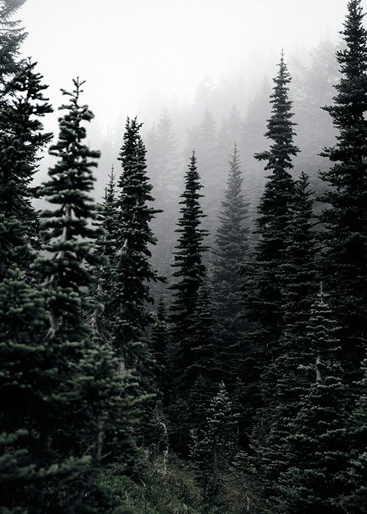 Foggy Woods Poster / Naturmotiv hos Desenio AB (11254)