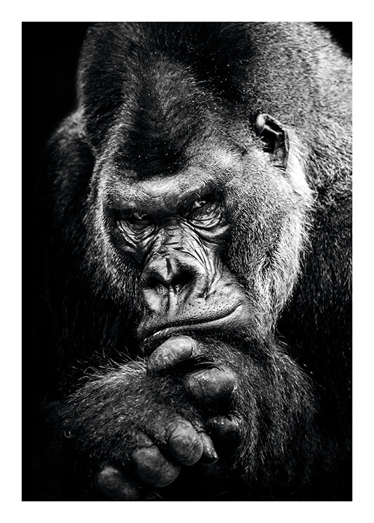Gorilla Poster / Svartvita hos Desenio AB (11255)