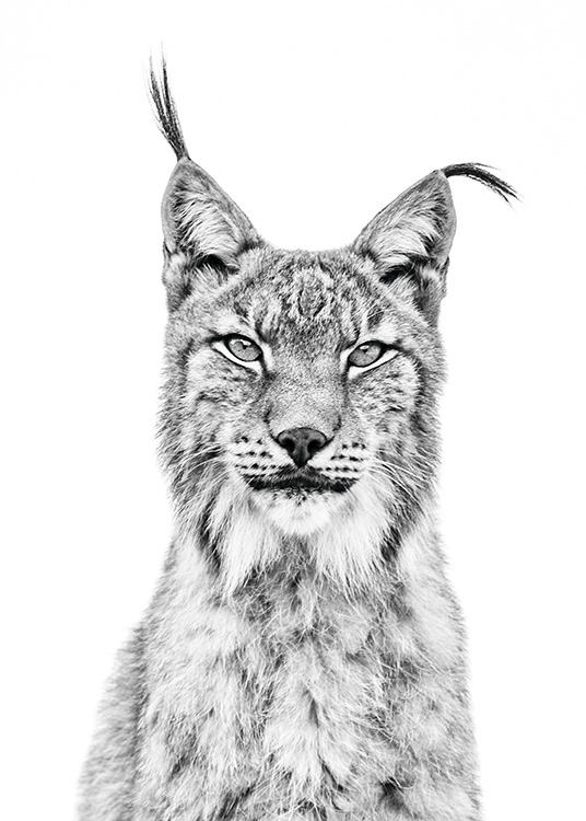 Lynx Poster / Svartvita hos Desenio AB (11257)