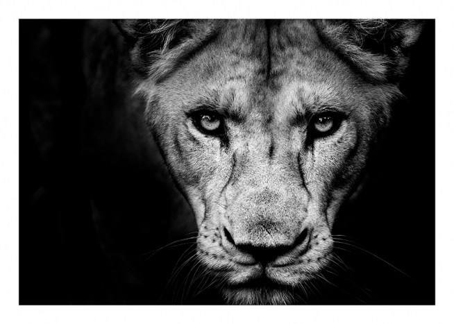 Lioness Close Up Poster / Svartvita hos Desenio AB (11259)