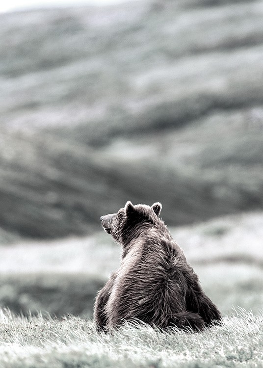 – Ett avtryck av en björn som sitter i gräset.