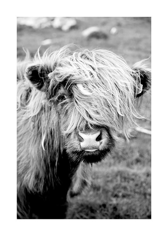Portrait of Highland Cattle Poster / Djur hos Desenio AB (11485)