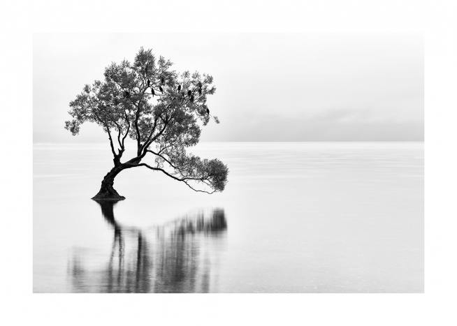 Lonely Wanaka Tree Poster / Naturmotiv hos Desenio AB (11487)