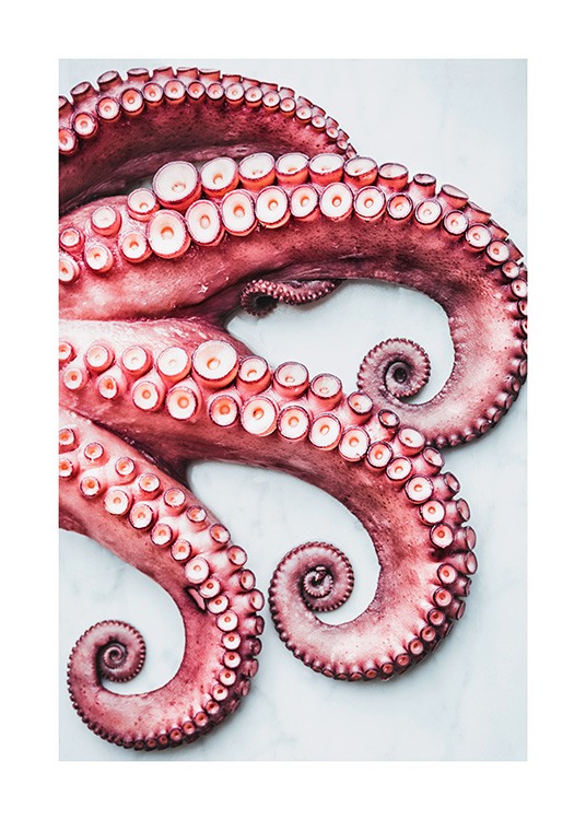 Octopus Arms Poster / Kökstavlor hos Desenio AB (11519)
