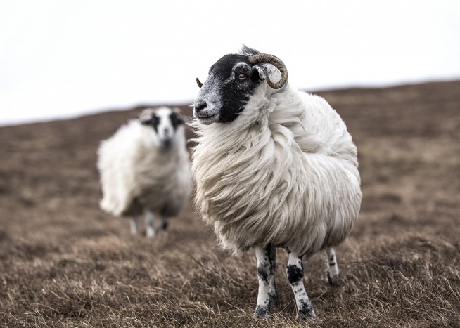 – Fotografi av får på ett fält med beigefärgade färger.