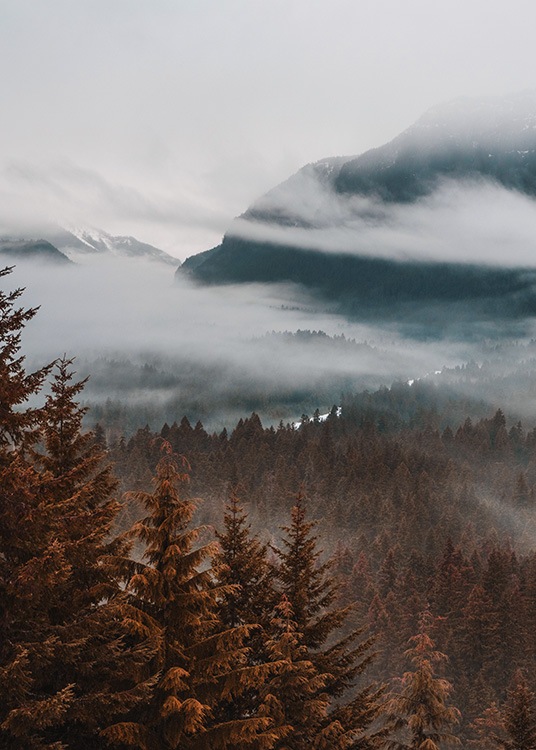 –Fotografi av skogen under hösten med släta moln i tonade färger.