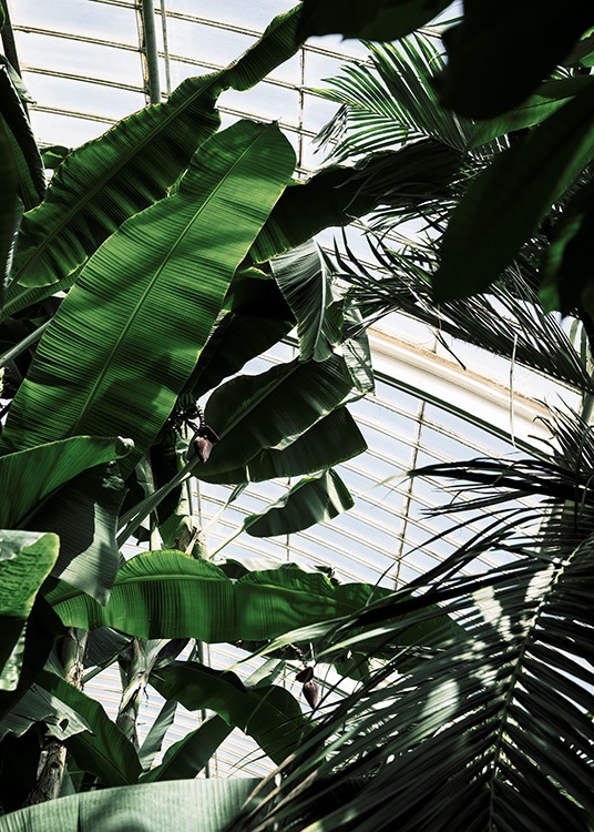 – Poster av gröna växter i ett växthus fotograferat underifrån.