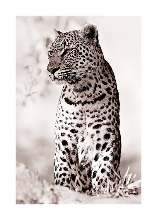 Leopard in the Wild Poster / Fotokonst hos Desenio AB (11622)