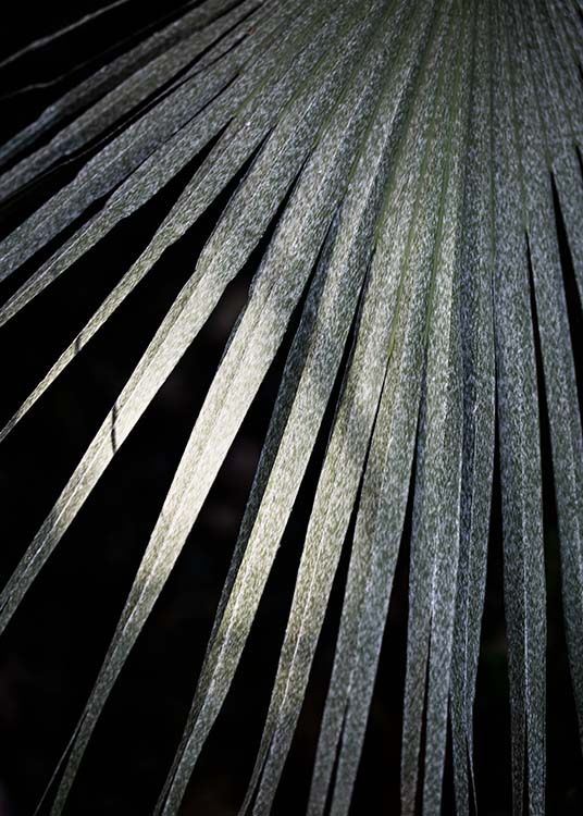 –Fotografi av ett Tarawa palmblad på en mörk bakgrund.