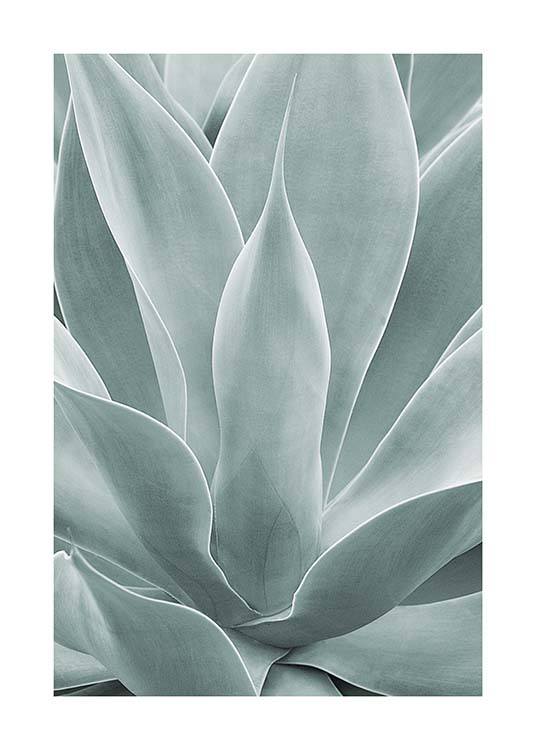 Agave Leaves No1 Poster