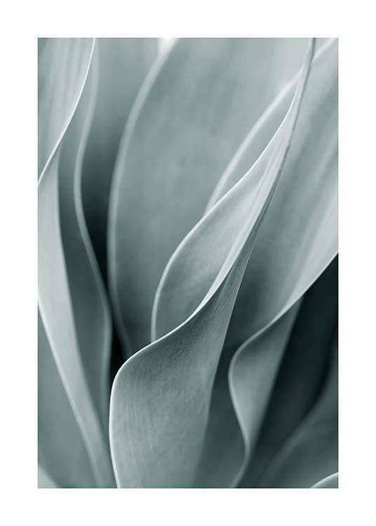 – Fotografi av en agaveplantas ljusgröna blad