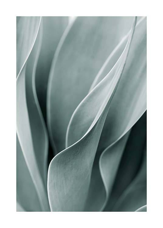 Agave Leaves No3 Poster