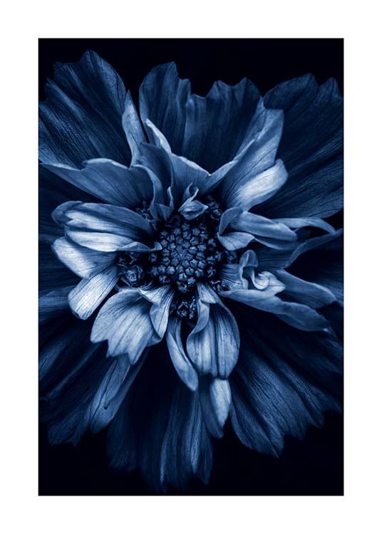 Blue Anemone Poster / Fotokonst hos Desenio AB (11663)