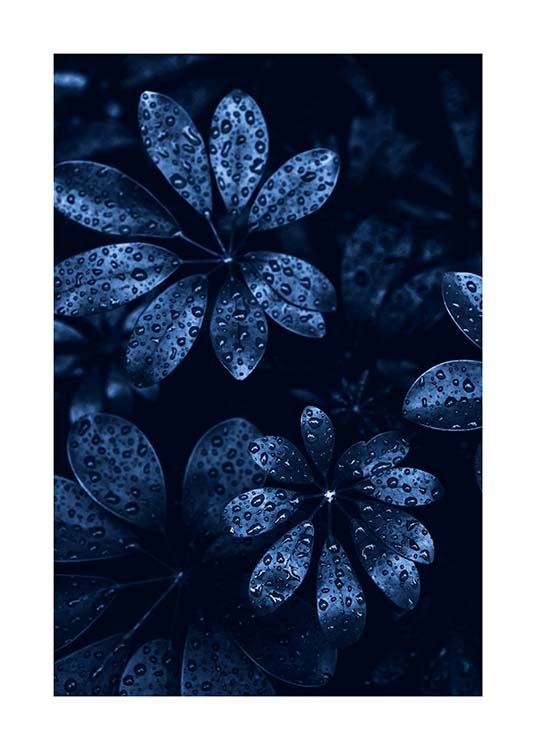 Raindrops on Leaves Poster / Fotokonst hos Desenio AB (11664)