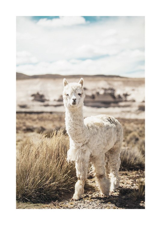 Curious Alpaca Poster / Fotokonst hos Desenio AB (11670)